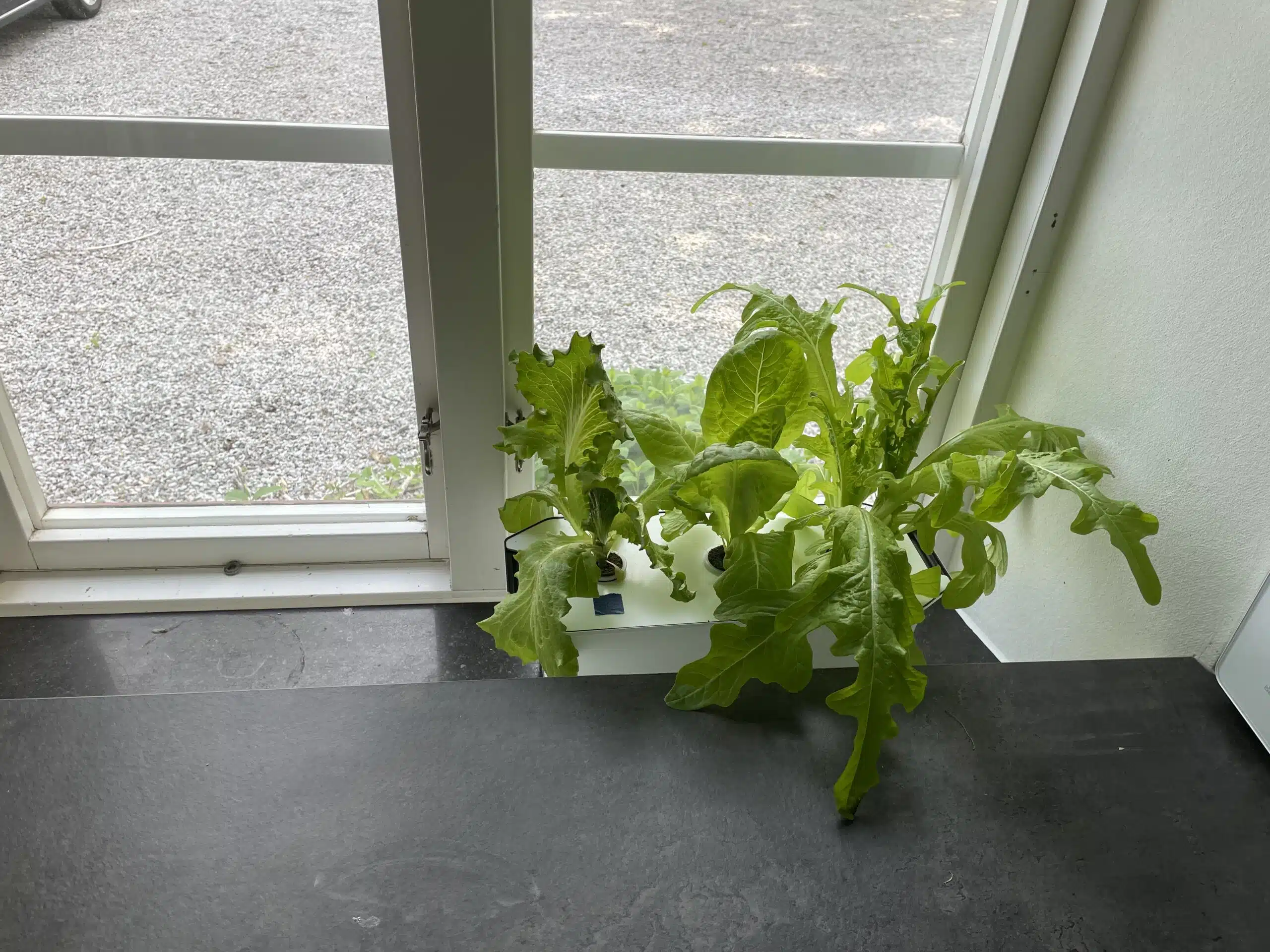 Hydroponisk odling med sallad som står i ett fönster